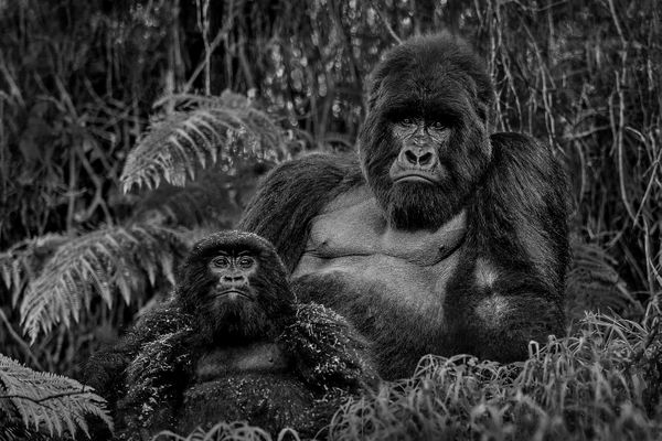 Michel Ghatan: From Kilimanjaro to The Virunga Mountains