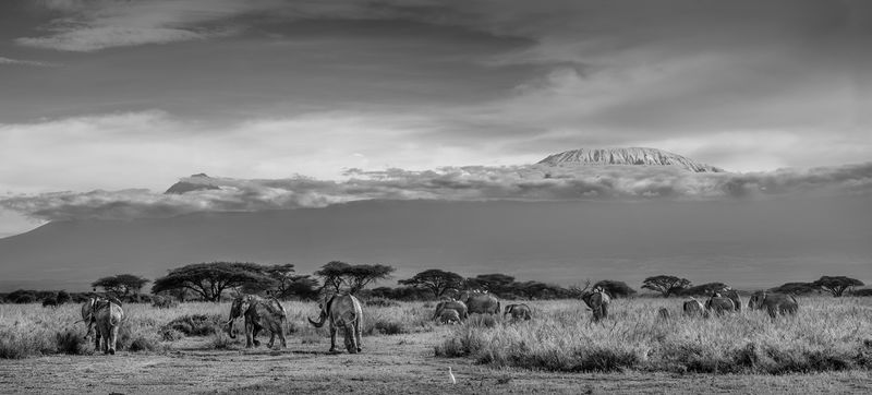 The Terrestrial Paradise
