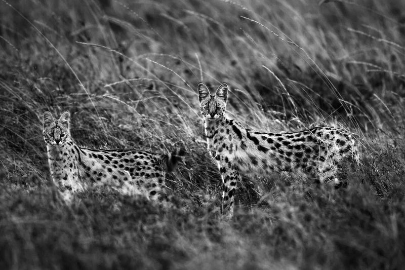 Servals